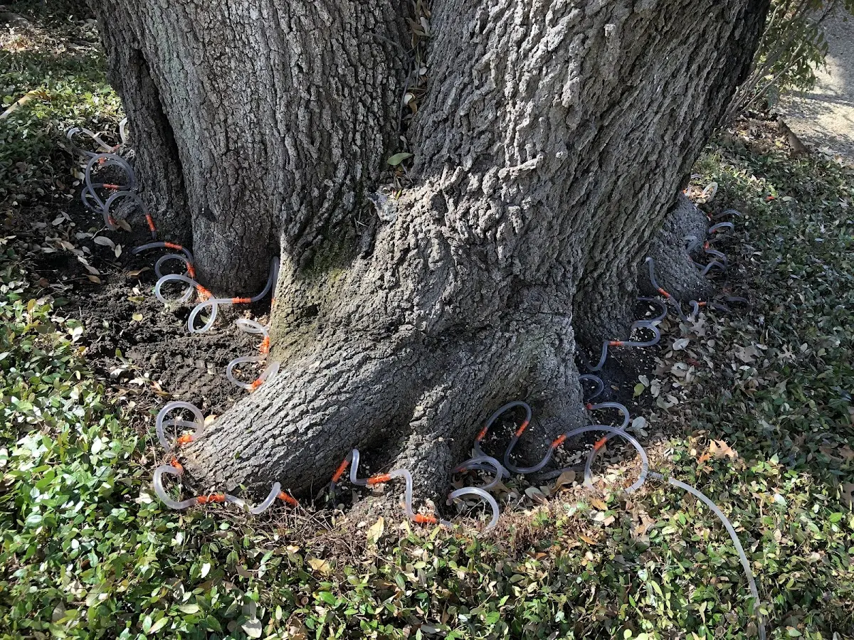 Detailed Tree Cabling and Bracing job site in Sedalia